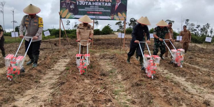 FOTO : DISKOMINFO SANTIK/MATA KALTENG - Pj Bupati Gumas Herson B Aden bersama Kapolres AKBP Theodorus Priyo Santosa, Pabung Kodim 1016/Plk Letkol Inf Maksun Abadi, dan Kepala Dinas Pertanian Aryantoni, melakukan penanaman jagung, di lahan milik poktan Desa Tanjung Riu, Kecamatan Kurun, Selasa, 21 Januari 2025.
