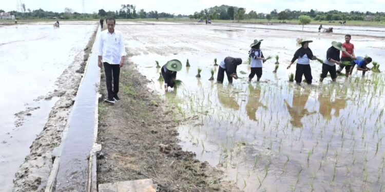 Foto:DOK/MATA KALTENG - Jalan usaha tani di desa Bapeang Kecamatan MB Ketapang, Kotim yang sempat dikunjungi Presiden Jokowi.