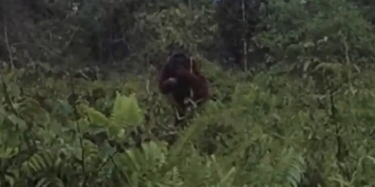 FOTO: IST/MATA KALTENG - Tangkapan layar video kemunculan orang utan di jalan Walter Hugo, Sampit.