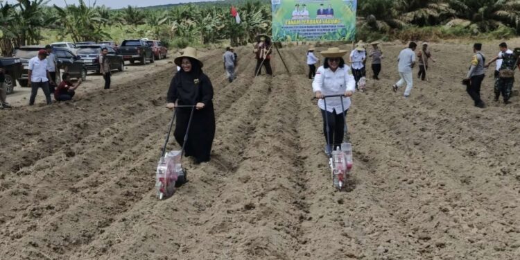 Foto:DOK/MATA KALTENG - Penggarapan lahan pertanian milik warga di Desa Mekar Jaya Kecamatan Parenggean, Kotim beberapa waktu lalu.