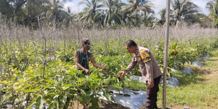 FOTO: MATAKALTENG - Bhabinkamtibmas Polsek Bukit Batu, Aipda Mahardika, pada saat berdiksusi bersama petani.