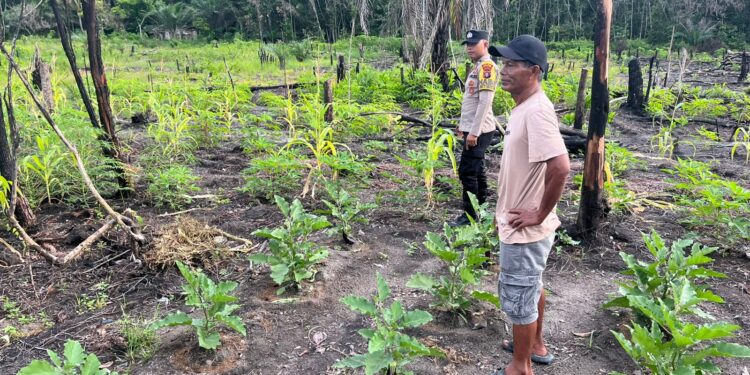 FOTO : HUMAS POLRES GUMAS/MATA KALTENG - Bhabinkamtibmas Polsek Rungan Bripda Rojes ketika berkunjung ke lahan milik warga, di Desa Karya Bakti, Kecamatan Rungan, Selasa, 4 Februari 2025.