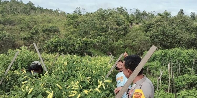 FOTO : POLSEK KURUN/MATA KALTENG - Bhabinkamtibmas Polsek Kurun Bripka Saiful ketika mengunjungi lahan masyarakat yang ditanami jagung dan cabai, Jumat, 7 Februari 2025.