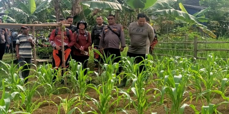 FOTO: HUMAS POLRES GUMAS/MATA KALTENG  CEK LAHAN : Kapolres Gumas AKBP Theodorus Priyo Santosa bersama pejabat utama polres, saat mengecek lokasi pemanfaatan lahan perkarangan bergizi dan lahan produktif tumpang sari jagung, di Kelurahan Tewah, Sabtu 15 Februari 2025 kemarin.