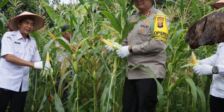 FOTO : HUMAS POLRES GUMAS/MATA KALTENG
- Kapolres Gumas AKBP Theodorus Priyo Santosa bersama Sekretaris Dinas Pertanian Herianto, ketika melakukan panen jagung Jalan Seth Adji, Kelurahan Tampang Tumbang Anjir, Kecamatan Kurun, pekan lalu.