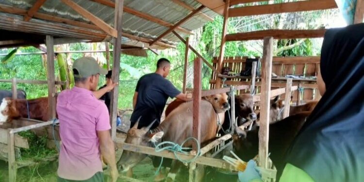 FOTO : DINAS PERTANIAN/MATA KALTENG - Pegawai dinas pertanian melakukan vaksinasi terhadap hewan ternak milik warga, belum lama ini.