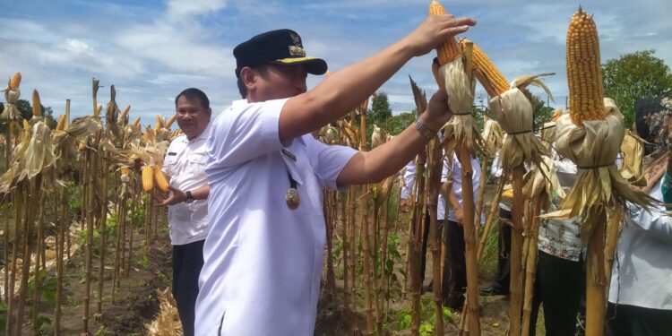 FOTO : MATAKALTENG - Bupati Sukamara, Masduki panen jagung di lahan Agrowisata Gawi Barinjam Lapas Kelas III Sukamara, Rabu, 12 Maret 2025.