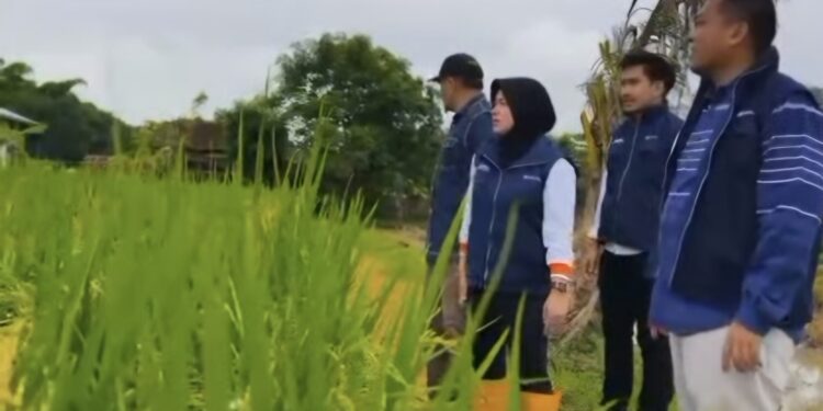 Foto:IST/MATA KALTENG - Perum Bulog saat pantau lokasi lahan pertanian masyarakat.