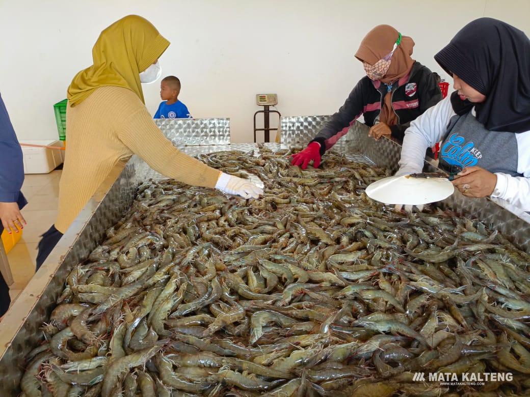 Tambak Udang Vaname di Sukamara Sukses Dukung PAD dan Kesejahteraan Masyarakat Pesisir Kalteng