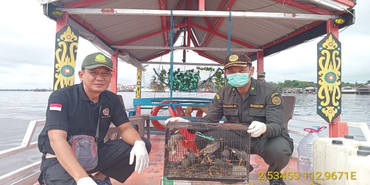 FOTO: BKSDA/MATAKALTENG - Pelepasliaran puluhan burung sitaan dari penumpang kapal di Pelabuhan Laut Pelindo III Sampit, Sabtu 22 Maret 2025.