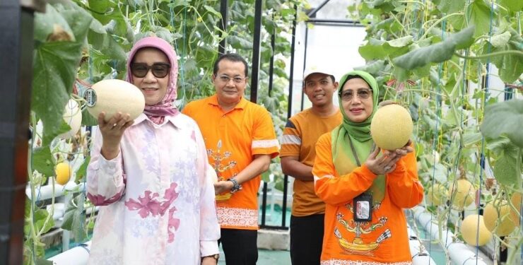 FOTO : IST/MATAKALTENG - Kadis TPHP Prov Kalteng Sunarti bersama Ketua Komisi II DPRD, Siti Nafsiah berkunjung ke petani melon hidroponik di Jl. G. Obos Palangka Raya