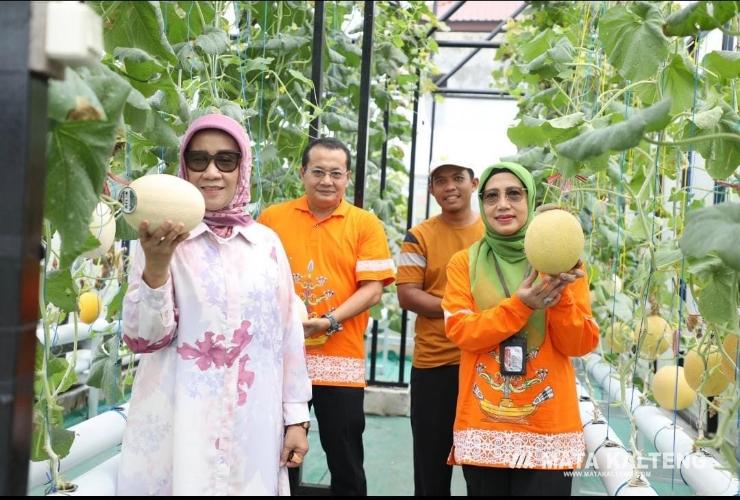 Budidaya Melon Hidroponik Jadi Solusi Peningkatan Produksi Berkualitas di Kalteng