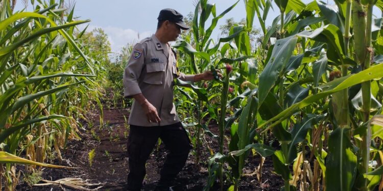 FOTO: MATAKALTENG - Personel Polsek Sabangau pada saat meninjau kebun jagung.