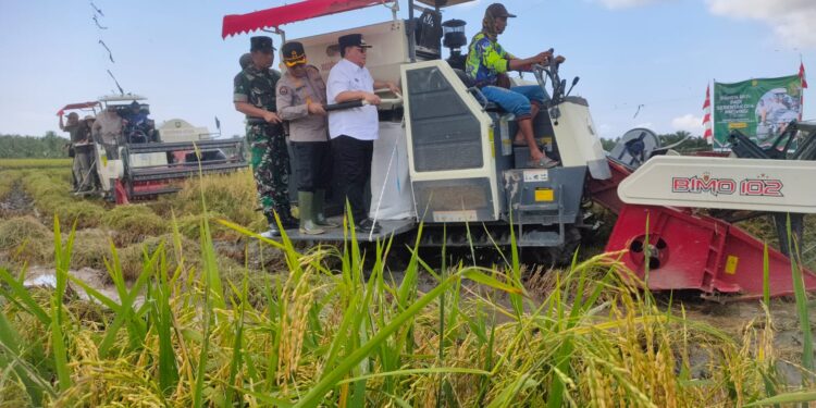 Foto: IST/MATA KALTENG - Bupati Kotim Halikinnor saat panen raya serentak di Desa Lampuyang, Kecamatan Teluk Sampit, 7 April 2025.