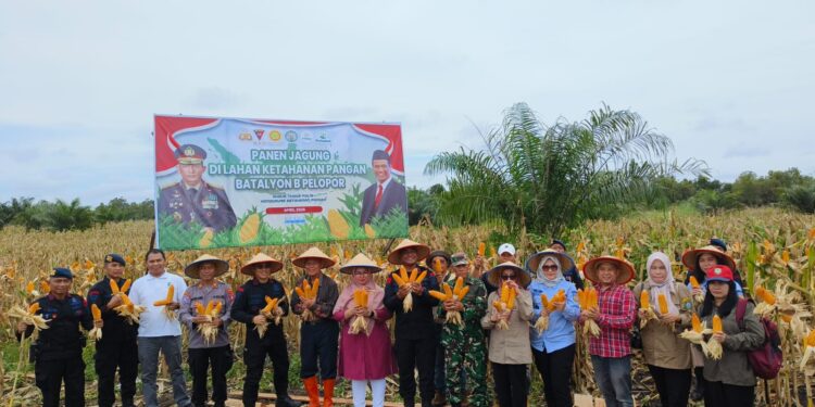 Foto: IST/MATA KALTENG - Panen raya kebun jagung di Mako Brimob Polda Kalteng Jalan Jendral Sudirman, Km 20 Sampit, Kotim belum lama ini.