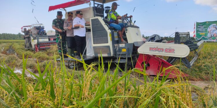 Foto: IST/MATA KALTENG - Panen raya di Desa Lampuyang, Kecamatan Teluk Sampit, Kotim, 7 April 2025.