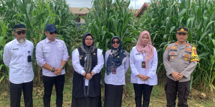 Foto:IST/MATA KALTENG - Wakil Bupati Kotawaringin Timur (Kotim), Irawati menghadiri panen raya jagung di Cempaga, 9 April 2025.