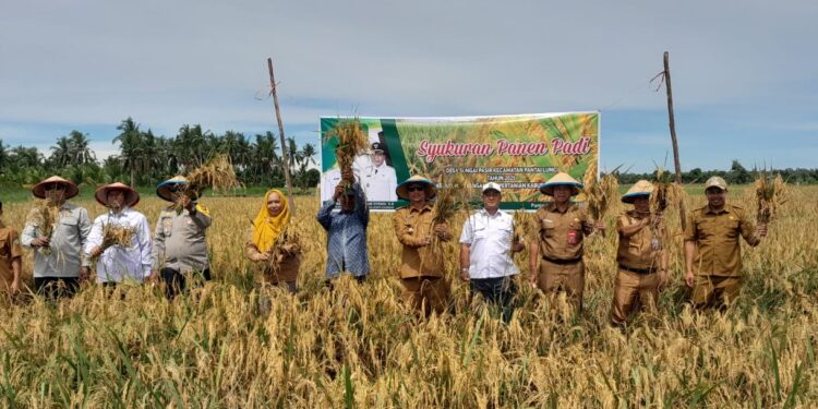 FOTO: MATAKALTENG - Bupati Sukamara, Masduki menghadiri acara syukuran panen padi di Desa Sungai Pasir, Kecamatan Pantai Lunci.