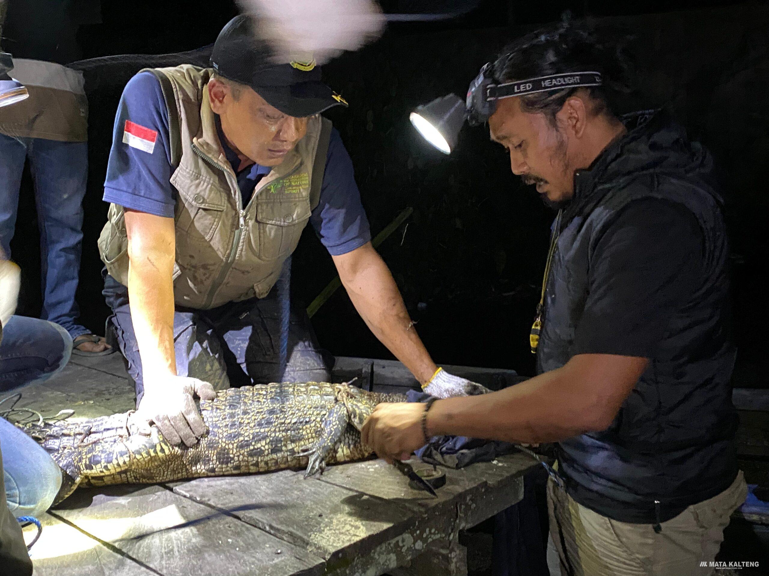 52 Kasus Serangan Buaya di Sungai Mentaya Sejak 2010, Oktober Jadi Bulan Paling Rawan