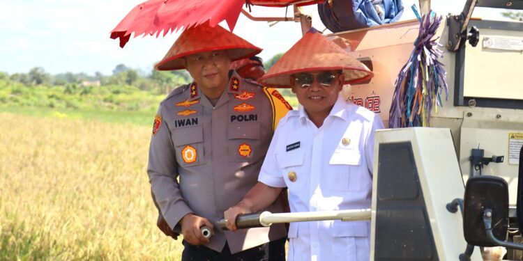 FOTO: MATAKALTENG - Kapolda Kalteng, Irjen Pol Iwan Kurniawan, pada saat melakukan panen raya padi di Kabupaten Pulang Pisau.