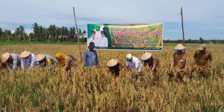 FOTO : MATAKALTENG - Bupati Sukamara, Masduki menghadiri acara syukuran panen padi di Desa Sungai Pasir beberapa waktu lalu.