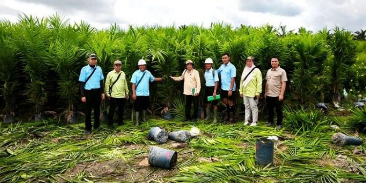 FOTO: IST/MATAKALTENG - PBT UPT BP3B saat melakukan Sertifikasi Benih Kelapa Sawit di CV. Sarana Multi Mulia, Kabupaten Sukamara.