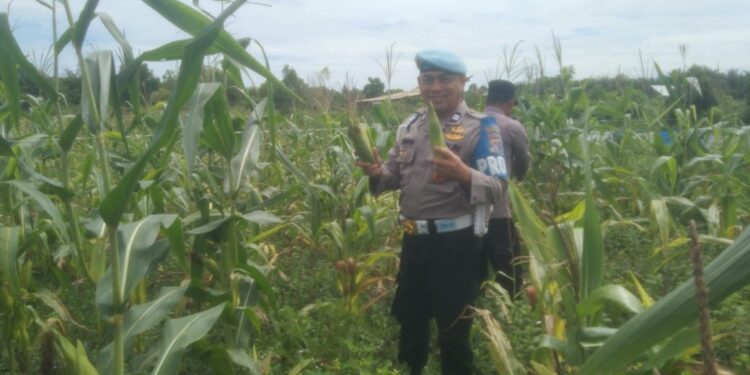 FOTO: MATAKALTENG - Personel Polsek Bukit Batu pada saat melakukan panen jagung.
