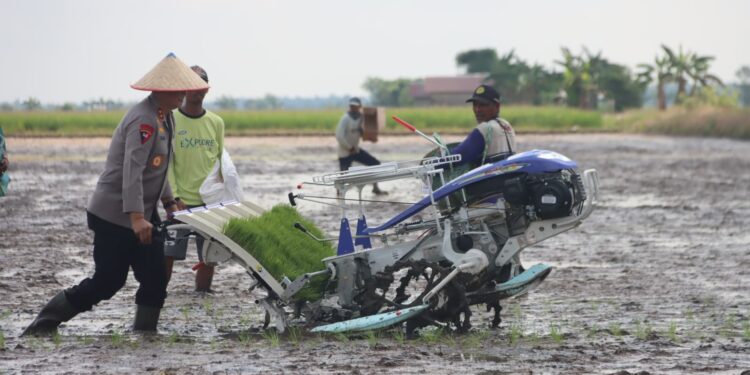 FOTO: MATAKALTENG - Kapolda Kalteng, Irjen Pol Iwan Kurniawan, pada saat menanam padi di Desa Lempuyangan, Kecamatan Teluk Sampit, Kabupaten Kotawaringin Timur.