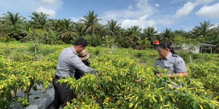 FOTO : MATAKALTENG - Petugas Lapas Kelas III Sukamara melakukan panen cabai di area agrowisata Lapas Sukamara.