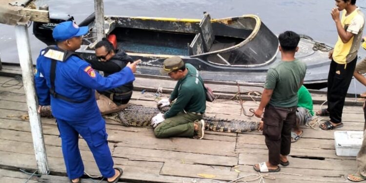 FOTO: IST/MATA KALTENG - BKSDA Resor Sampit saat menangkap seekor buaya di Desa Makarti Jaya, Kecamatan Pulau Hanaut, Kabupaten Kotawaringin Timur, di tahun 2024.
