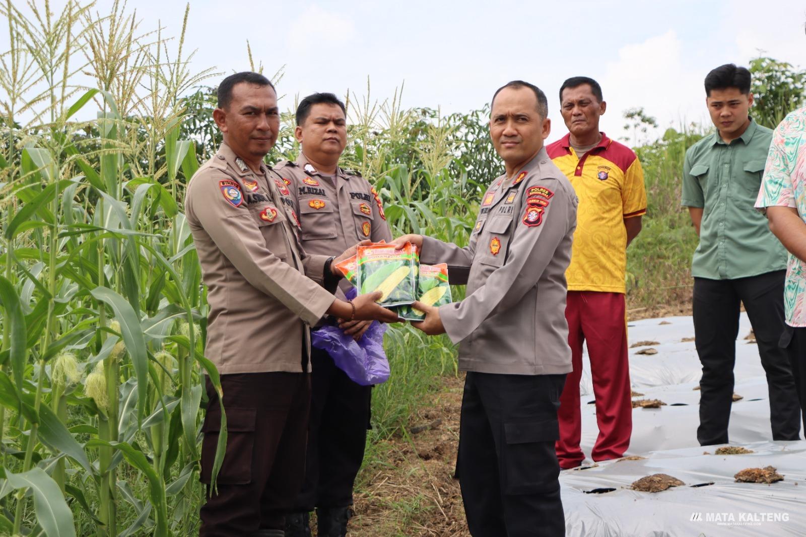 Cek Lahan Jagung Poktan Binaan Polsek Kurun