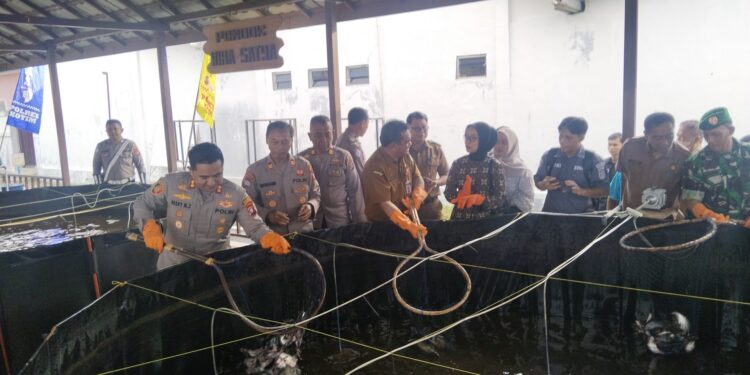 FOTO; AGUS/MATAKALTENG- Kegiatan panen ikan bioflok hasil budidaya Polres Kotim di lingkungan Satlantas Polres Kotim. Selasa, 6 Mei 2025 sore.