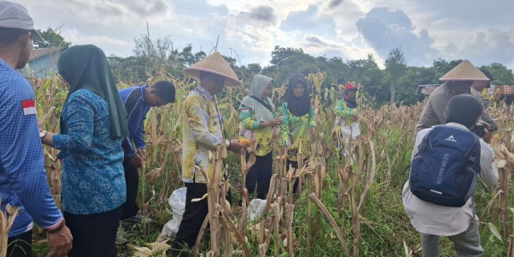 Foto: DIAN/MATA KALTENG - Panen jagung di Kelurahan Baamang Hulu, Kecamatan Baamang, Kotim, 9 Mei 2025.