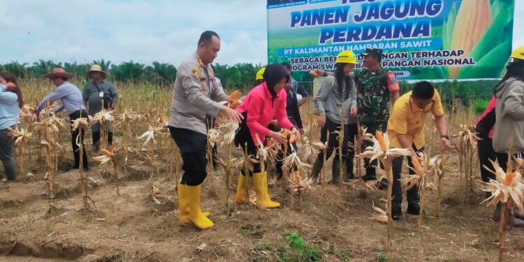 FOTO : HUMAS POLRES GUMAS/MATA KALTENG - Kapolres Gumas AKBP Heru Eko Wibowo bersama Ketua DPRD Binartha, Kepala Dinas Pertanian Aryantoni dan pihak terkait, melakukan panen jagung dengan metode tumpang sari, di Desa Tumbang Jalemu, Kecamatan Manuhing, Rabu, 14 Mei 2025.
