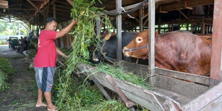 Foto:IST/MATA KALTENG - Hewan kurban yang berada di penampungan kota Sampit.