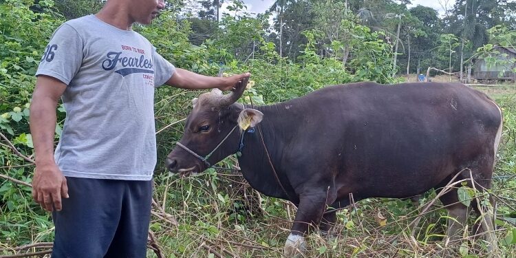 FOTO:IST/MATA KALTENG - Pedagang Sapi musiman di Jalan HM Arsyad, Daeng Beta menunjukkan hewan Sapi di lapaknya.