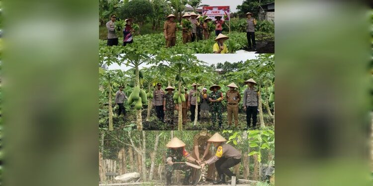 FOTO: AGUS/MATAKALTENG- Kegiatan panen Polsek Ketapang bersama Forkompincam Ketapang. Selasa, 27 Mei 2025.