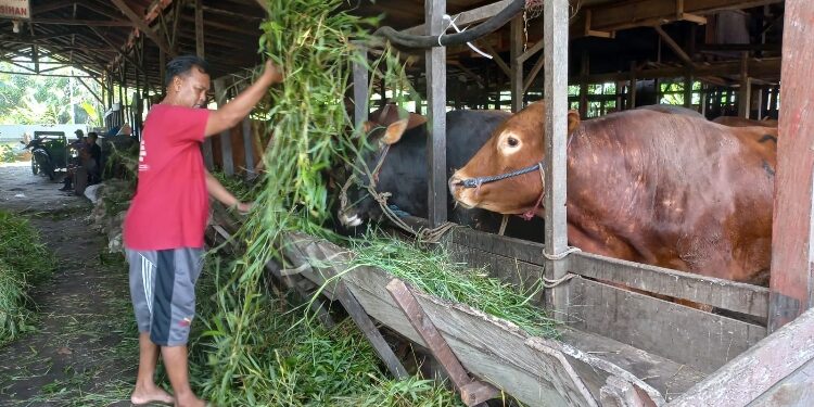 FOTO: IST/MATA KALTENG - Hewan kurban yang dijual di sekitar Kota Sampit, Kabupaten Kotawaringin Timur.