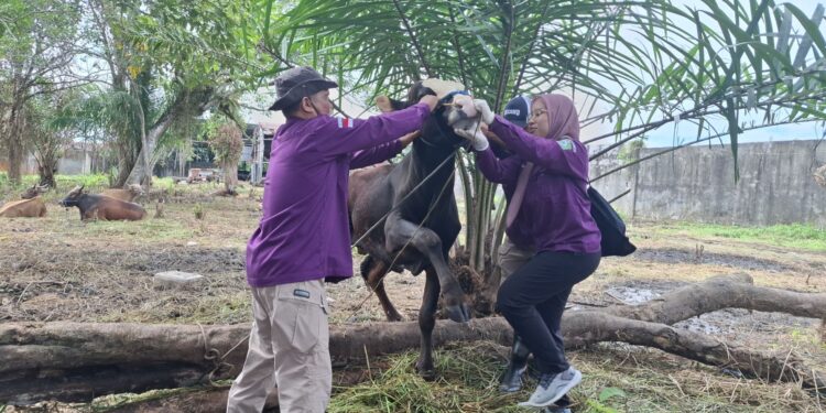 Foto: DIAN/MATA KALTENG - Pemeriksaan kesehatan hewan kurban oleh DPKP Kotim, 2 Juni 2025.