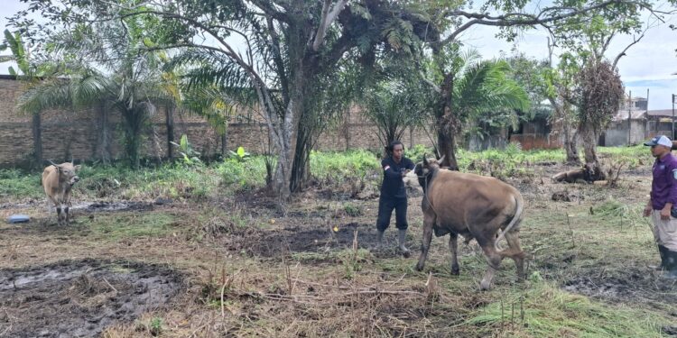 Foto:DIAN/MATA KALTENG - Pedagang hewan kurban di Jalan HM Arsyad Sampit.