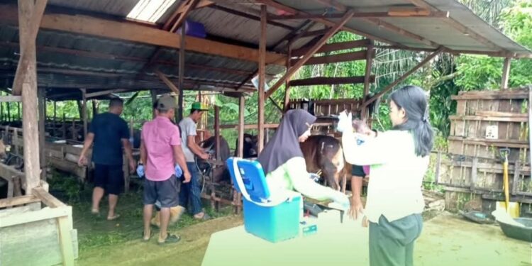 FOTO : DPRD GUMAS/MATA KALTENG - Pegawai dinas terkait ketika melakukan pemeriksaan hewan ternak milik warga yang akan dikurbankan, pekan lalu.