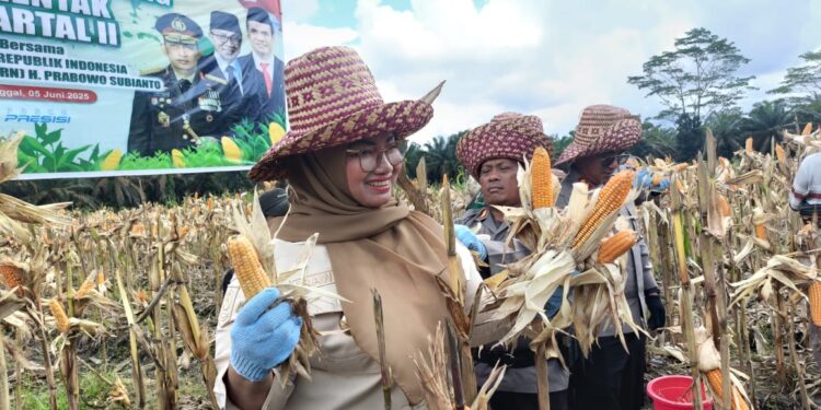 FOTO : IST/MATA KALTENG - Wabup Kotim Irawati saat panen jagung bersama belum lama ini di Jalan Jendral Sudirman Km 29, Kelurahan Pasir Putih, Kecamatan MB Ketapang.