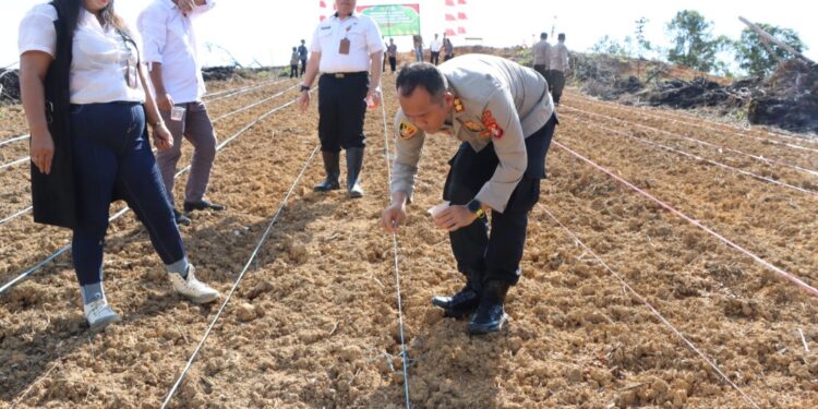 FOTO : HUMAS POLRES GUMAS/MATA KALTENG - Kapolres Gumas AKBP Heru Eko Wibowo didampingi Wakapolres Kompol Indras Purwoko, dan Kepala Dinas Pertanian Aryantoni, melakukan penanaman jagung, Rabu, 9 Juli 2025.