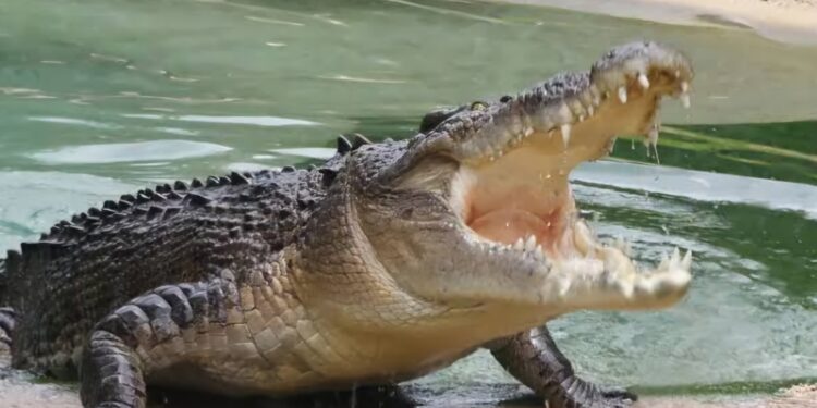 Foto:Ilustrasi buaya.