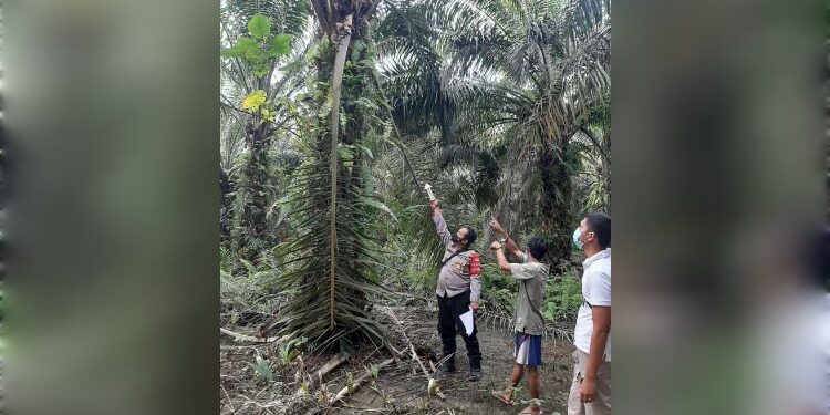 FOTO: IST/MATAKALTENG- Petugas Kepolisian jajaran Polres Kotim, saat melakukan olah TKP pencurian sawit beberapa waktu yang lalu.