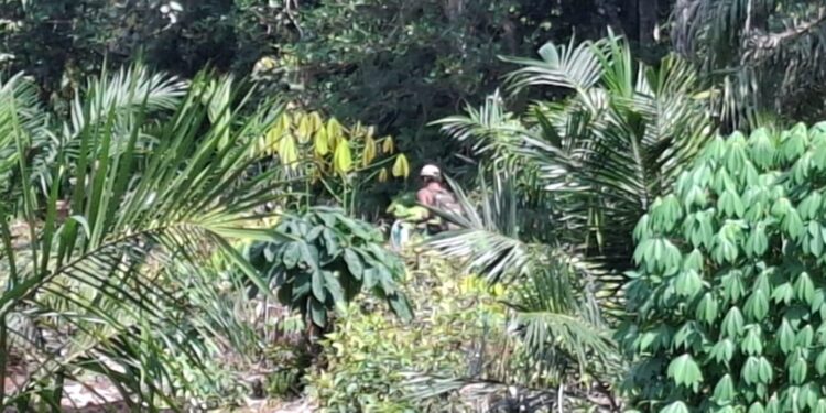 Foto:IST/MATA KALTENG - Kondisi hutan di Desa Tumbang Ramei.