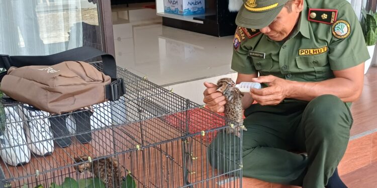 Foto:IST/MATA KALTENG - Penyerahan dua anak kucing hutan kepada BKSDA Pos jaga Sampit, 11 Agustus 2025.