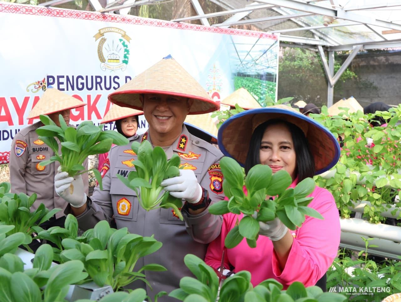 Kapolda Kalteng Bersama Bhayangkari Panen Sayur di Lahan Pekarangan Pangan Lestari