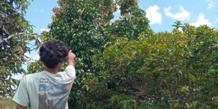 FOTO:IST/MATA KALTENG - Warga yang menunjukkan lokasi kemunculan orangutan.