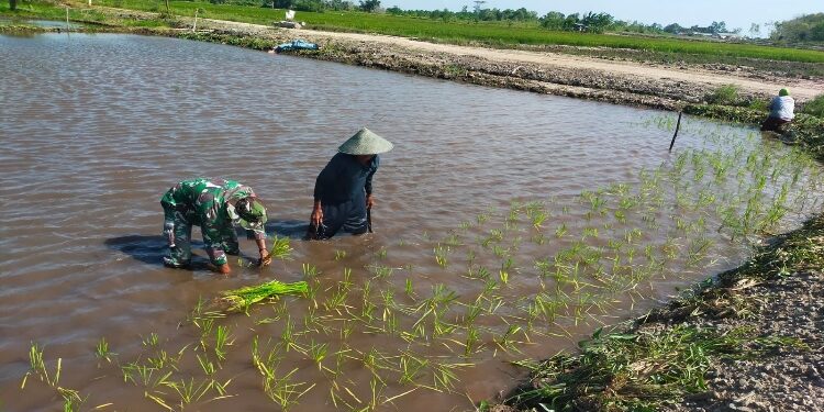 FOTO: IST/MATAKALTENG - Babinsa Koramil saat bersama petani dengan pendampingan olah lahan, di Kecamatan Katingan Kuala.